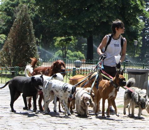 paseador de perros getafe|Paseadores de perros en Getafe